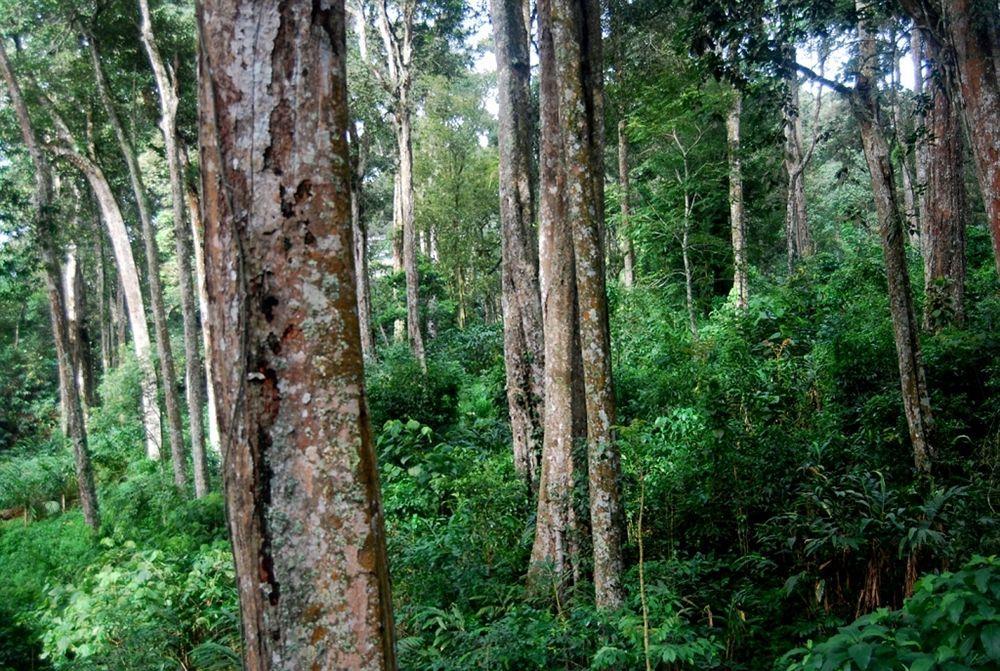 Greenspaces B&B Munnar Ngoại thất bức ảnh