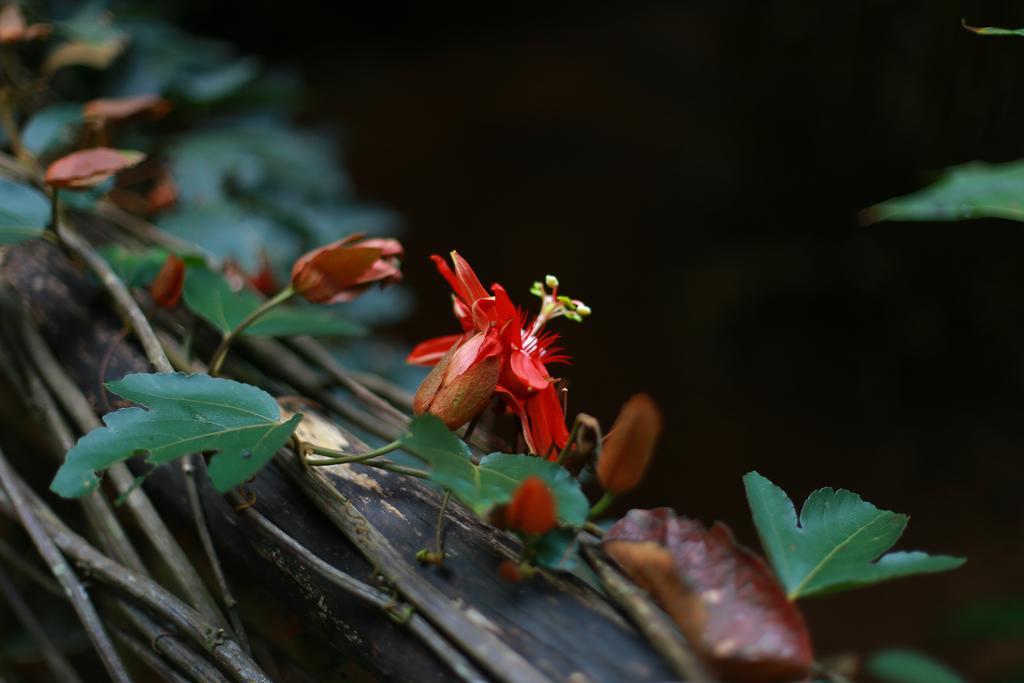 Greenspaces B&B Munnar Ngoại thất bức ảnh