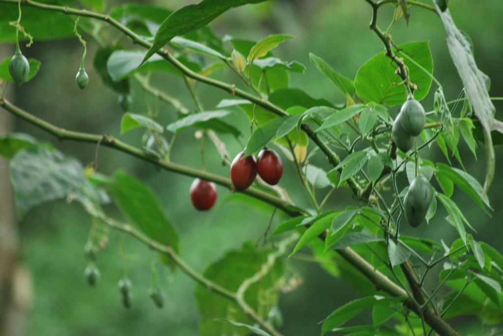 Greenspaces B&B Munnar Ngoại thất bức ảnh